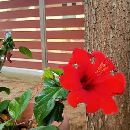 Country Nest Messíni